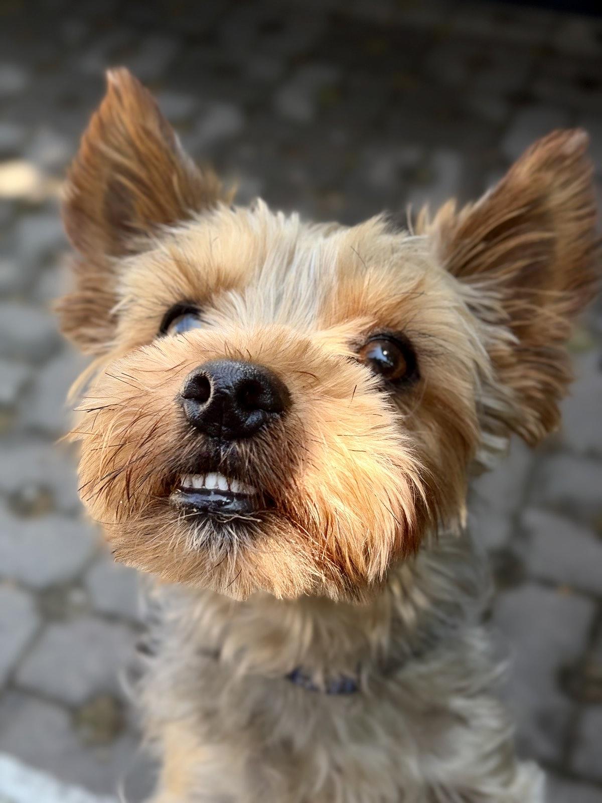 Pablo, yorkie